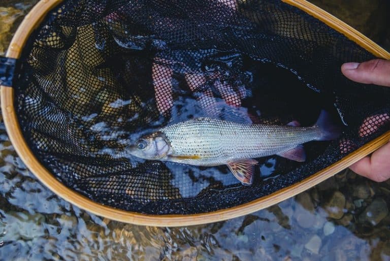 How To Clean Trout Ready For Eating Quickly In 2020!